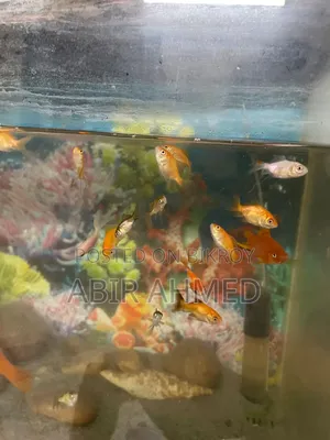 Gold Fishs
