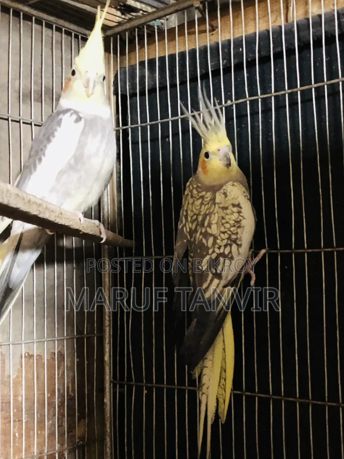 Need money so selling, birds are very good and active, laying eggs and breeding