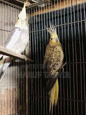 Need money so selling, birds are very good and active, laying eggs and breeding
