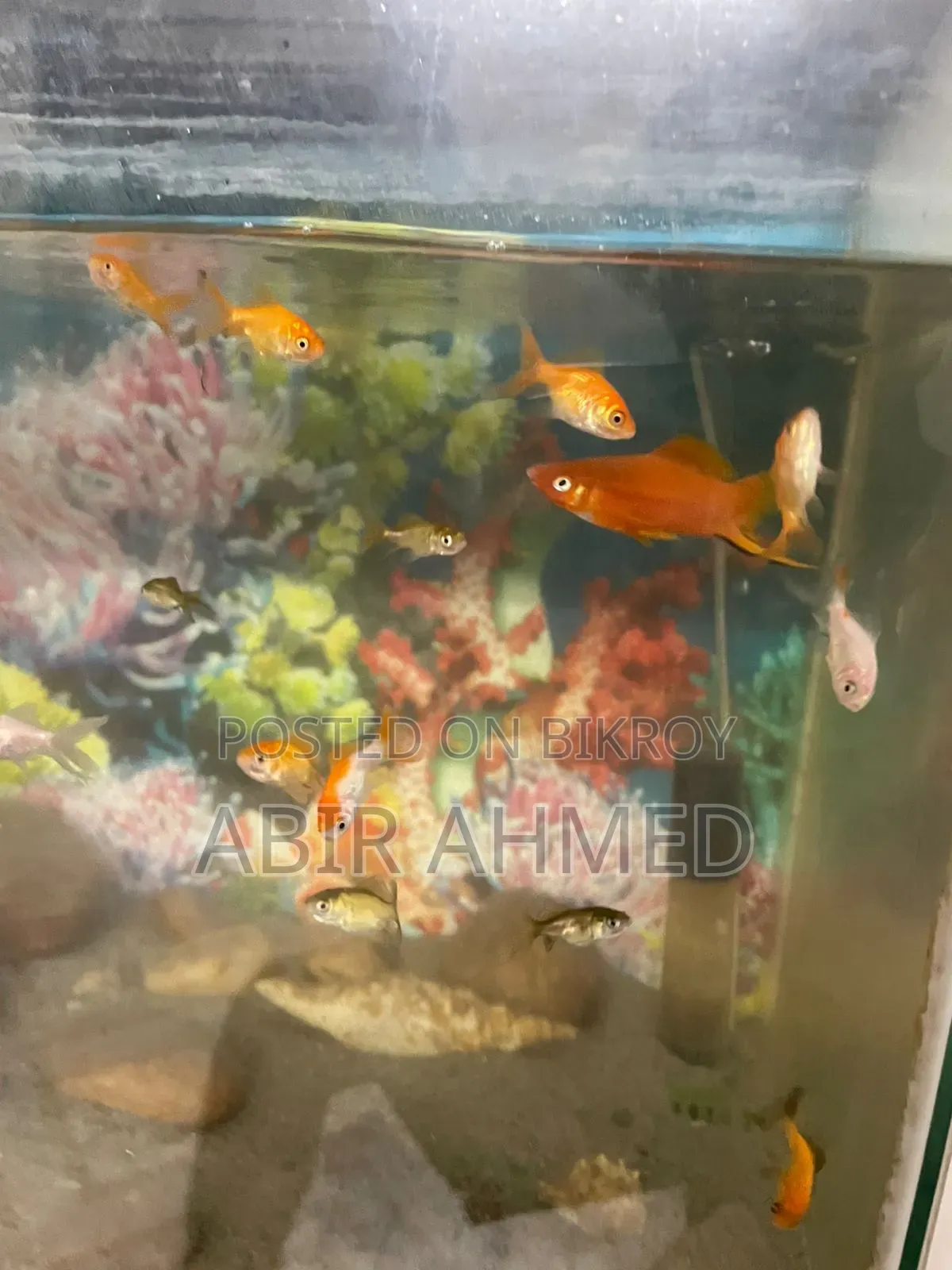 Gold Fishs