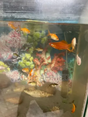 Gold Fishs
