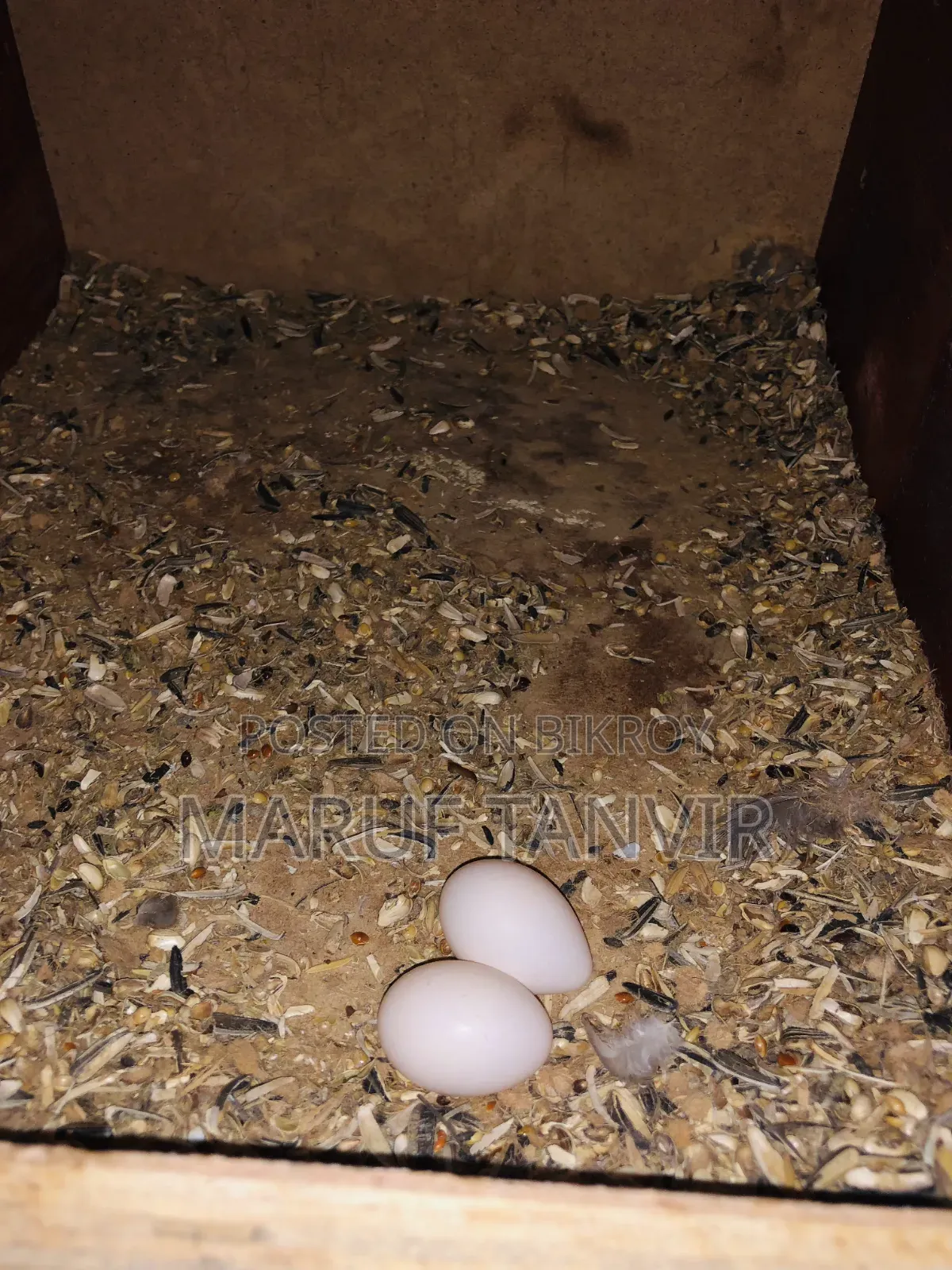 Need money so selling, birds are very good and active, laying eggs and breeding