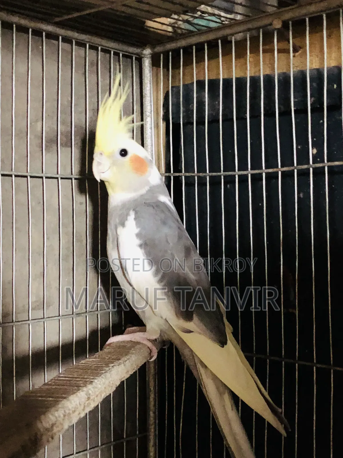Need money so selling, birds are very good and active, laying eggs and breeding