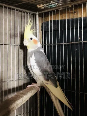 Need money so selling, birds are very good and active, laying eggs and breeding