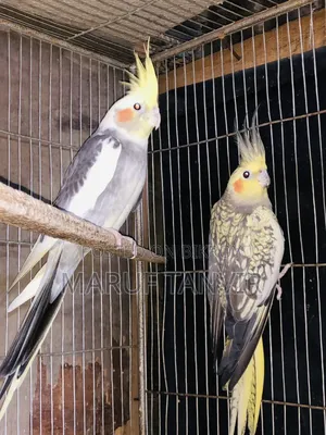 Need money so selling, birds are very good and active, laying eggs and breeding