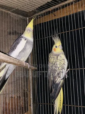 Need money so selling, birds are very good and active, laying eggs and breeding