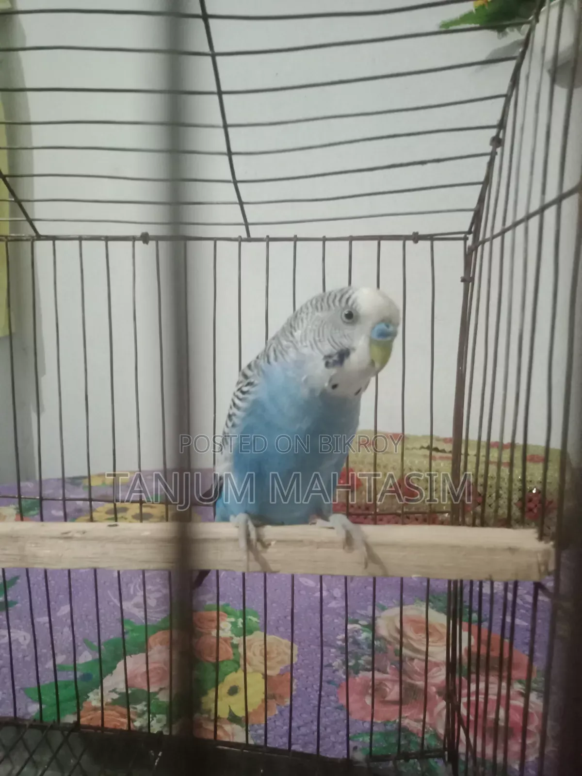 Budgerigar Bird.