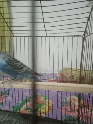 Budgerigar Bird.