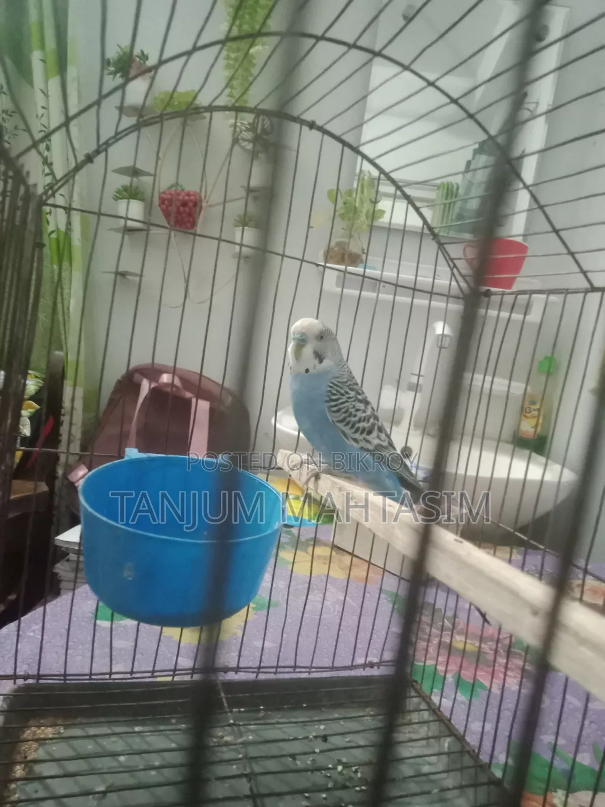 Budgerigar Bird.
