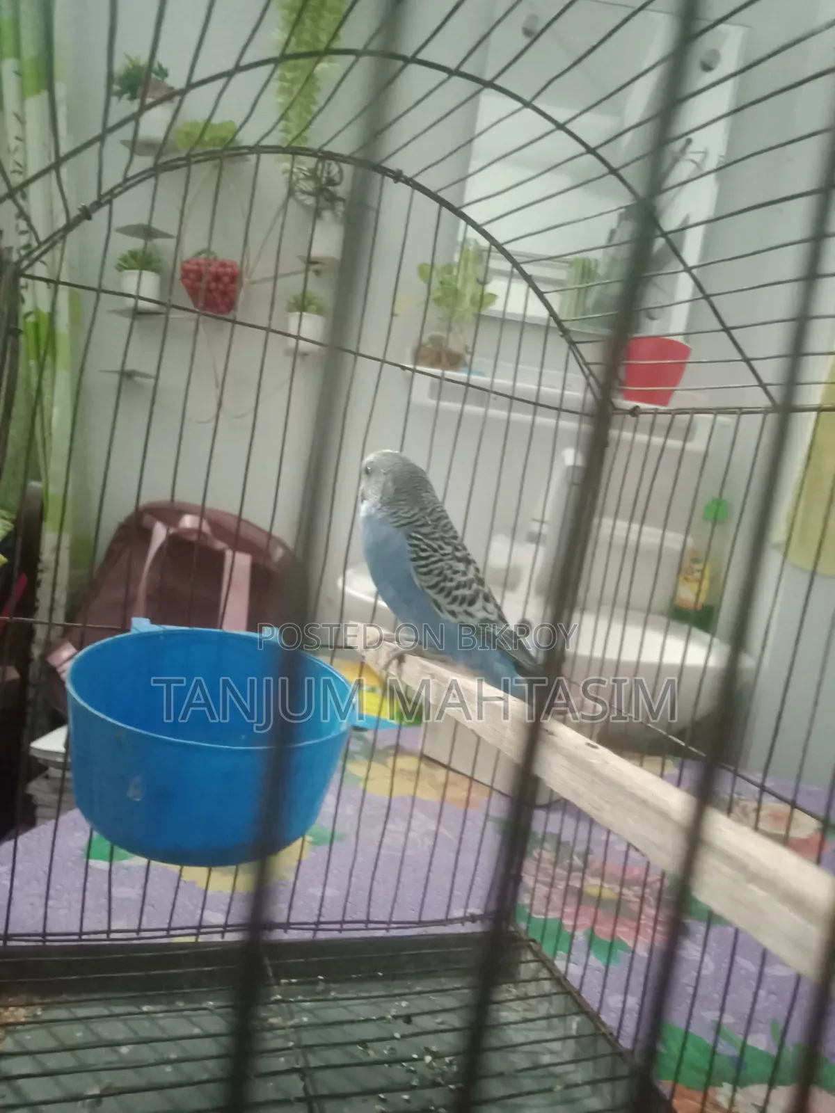 Budgerigar Bird.