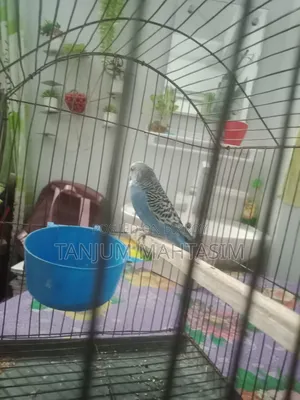 Budgerigar Bird.