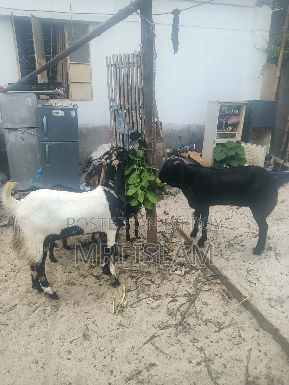 2 Goats Raised at Home