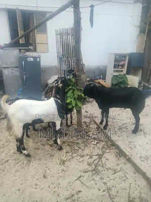 2 Goats Raised at Home