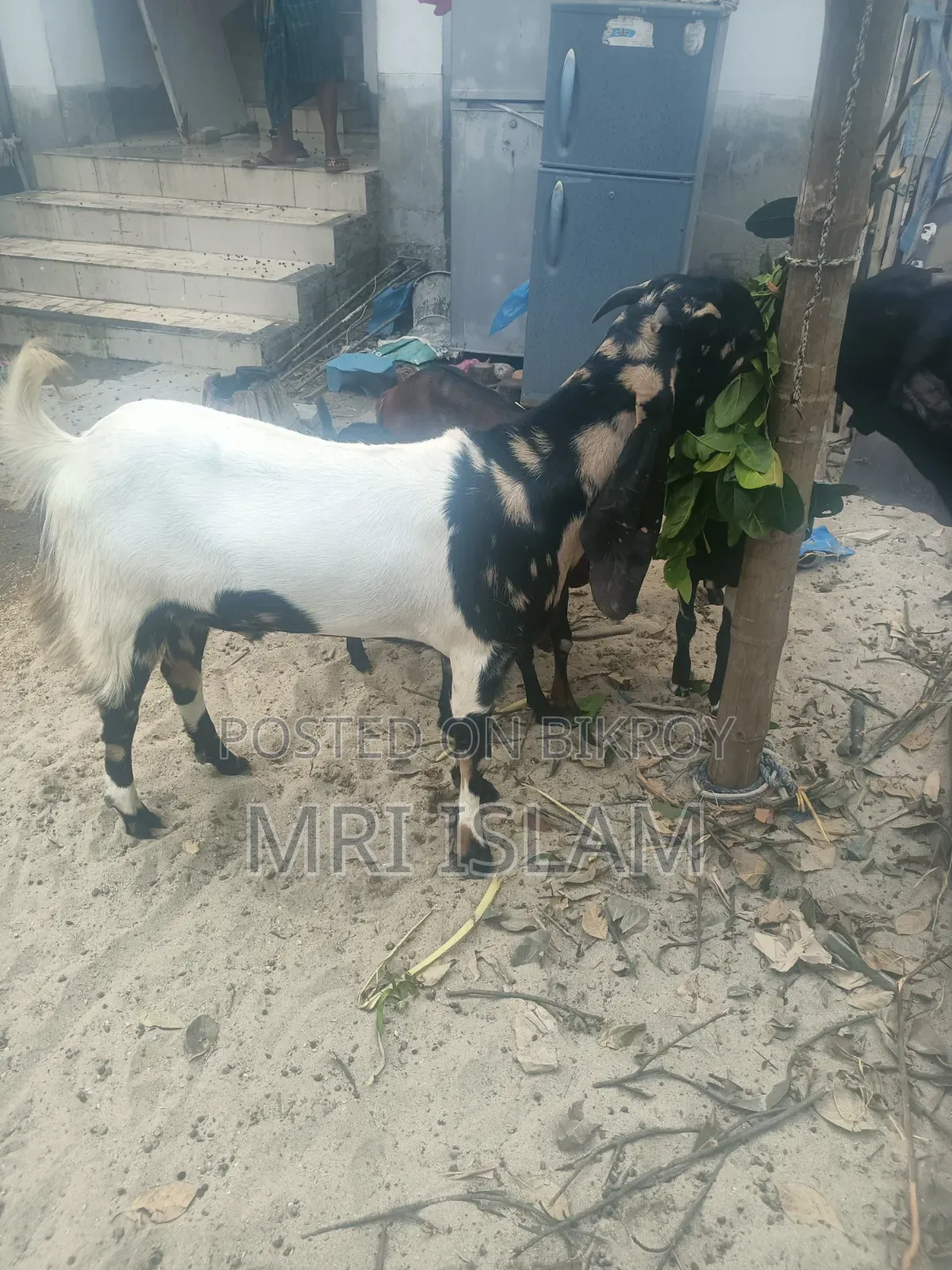 2 Goats Raised at Home