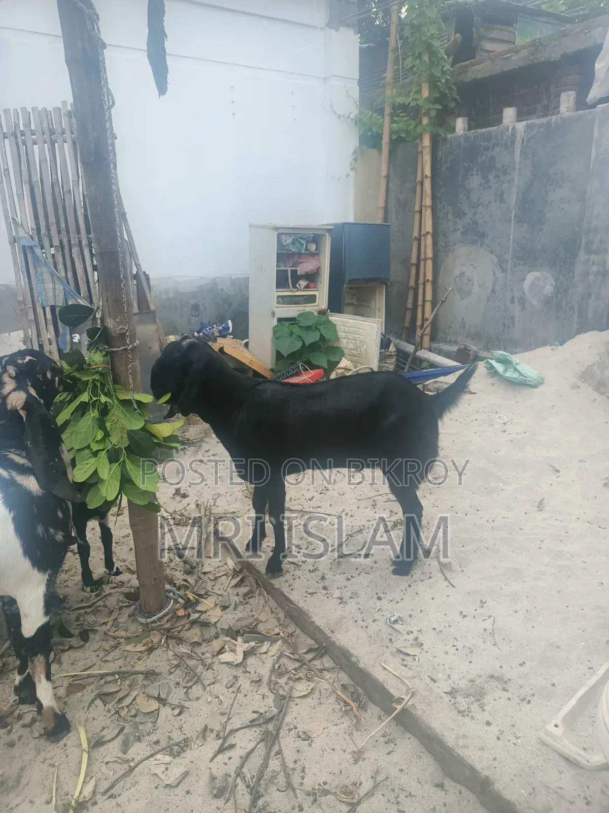 2 Goats Raised at Home
