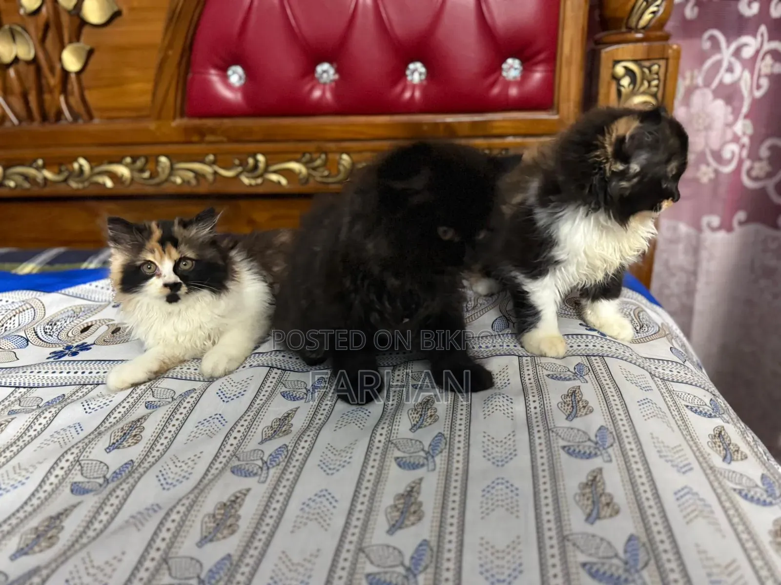 1-3 Months Female Purebred Persian
