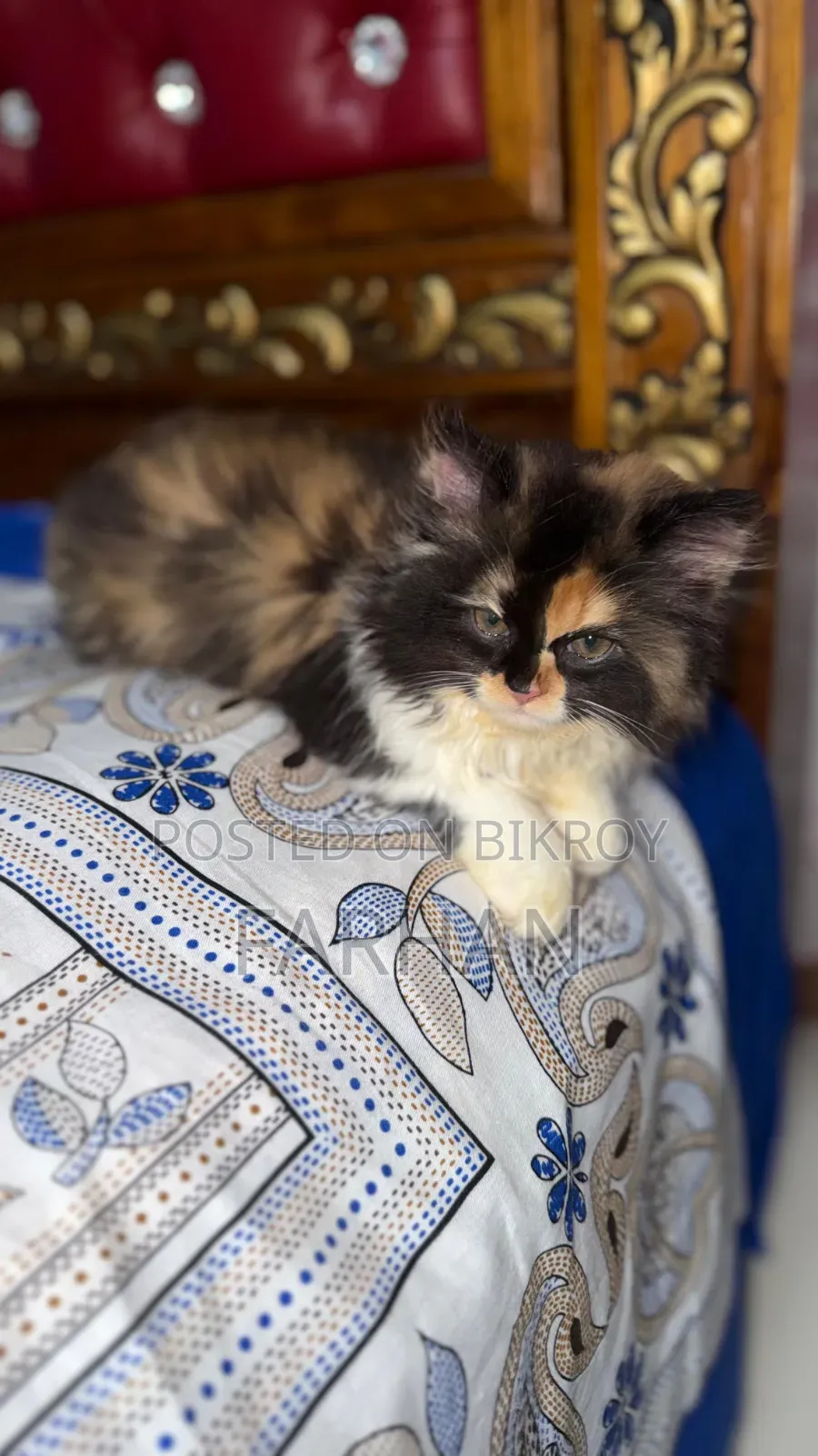 1-3 Months Female Purebred Persian