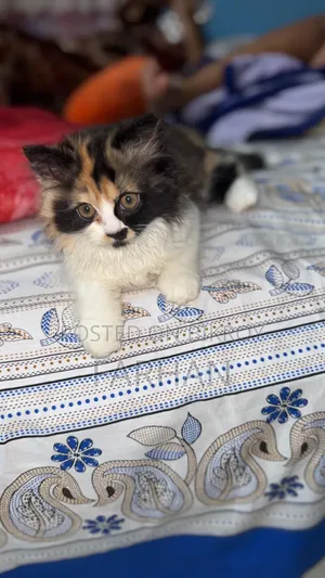 1-3 Months Female Purebred Persian