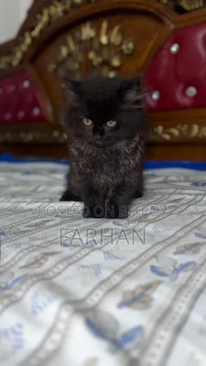 1-3 Months Female Purebred Persian