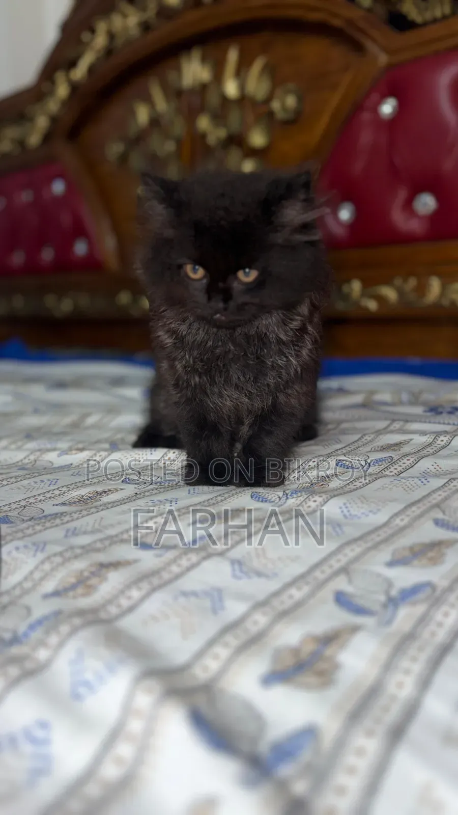 1-3 Months Female Purebred Persian