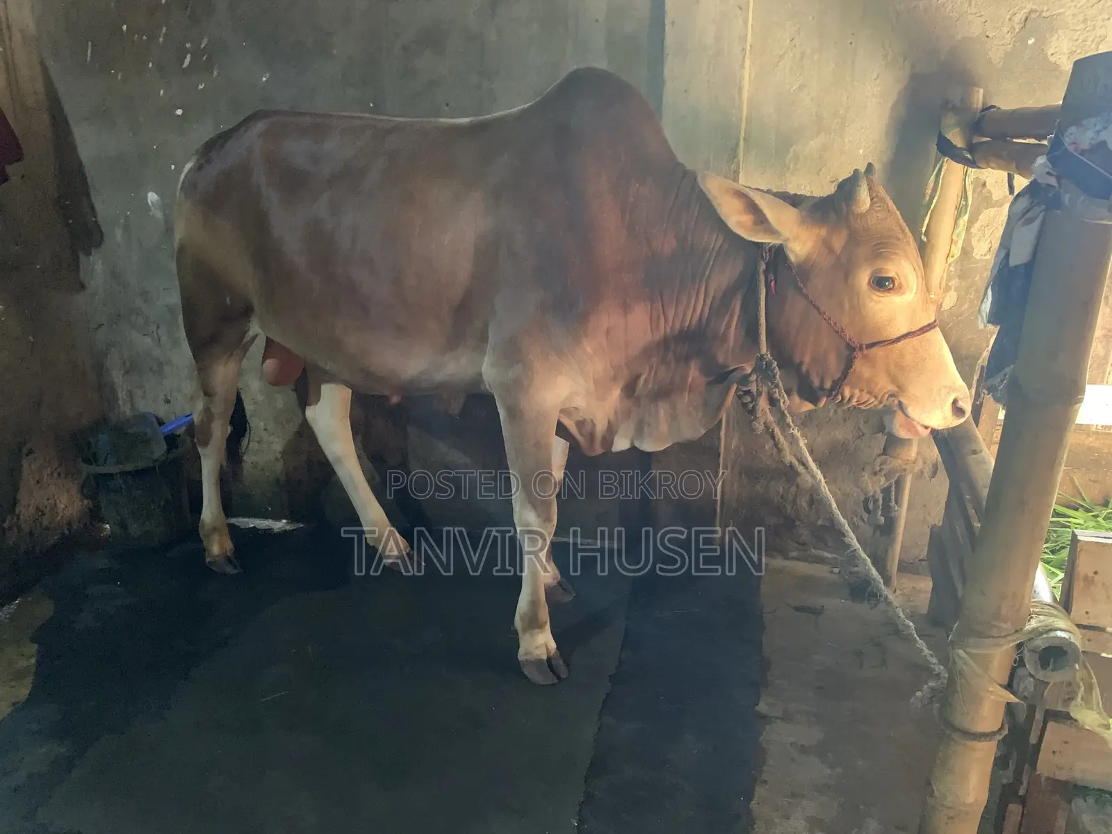 A Bull for Qurbani