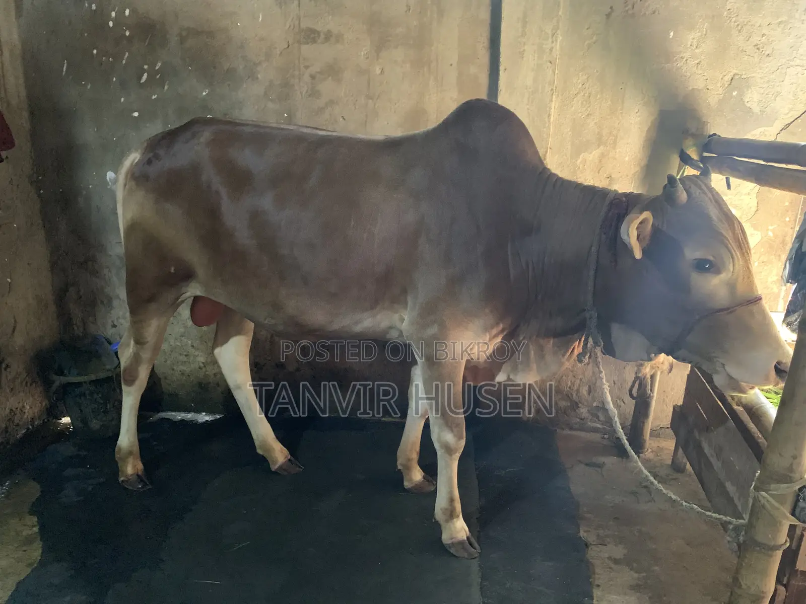 A Bull for Qurbani