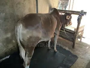 A Bull for Qurbani