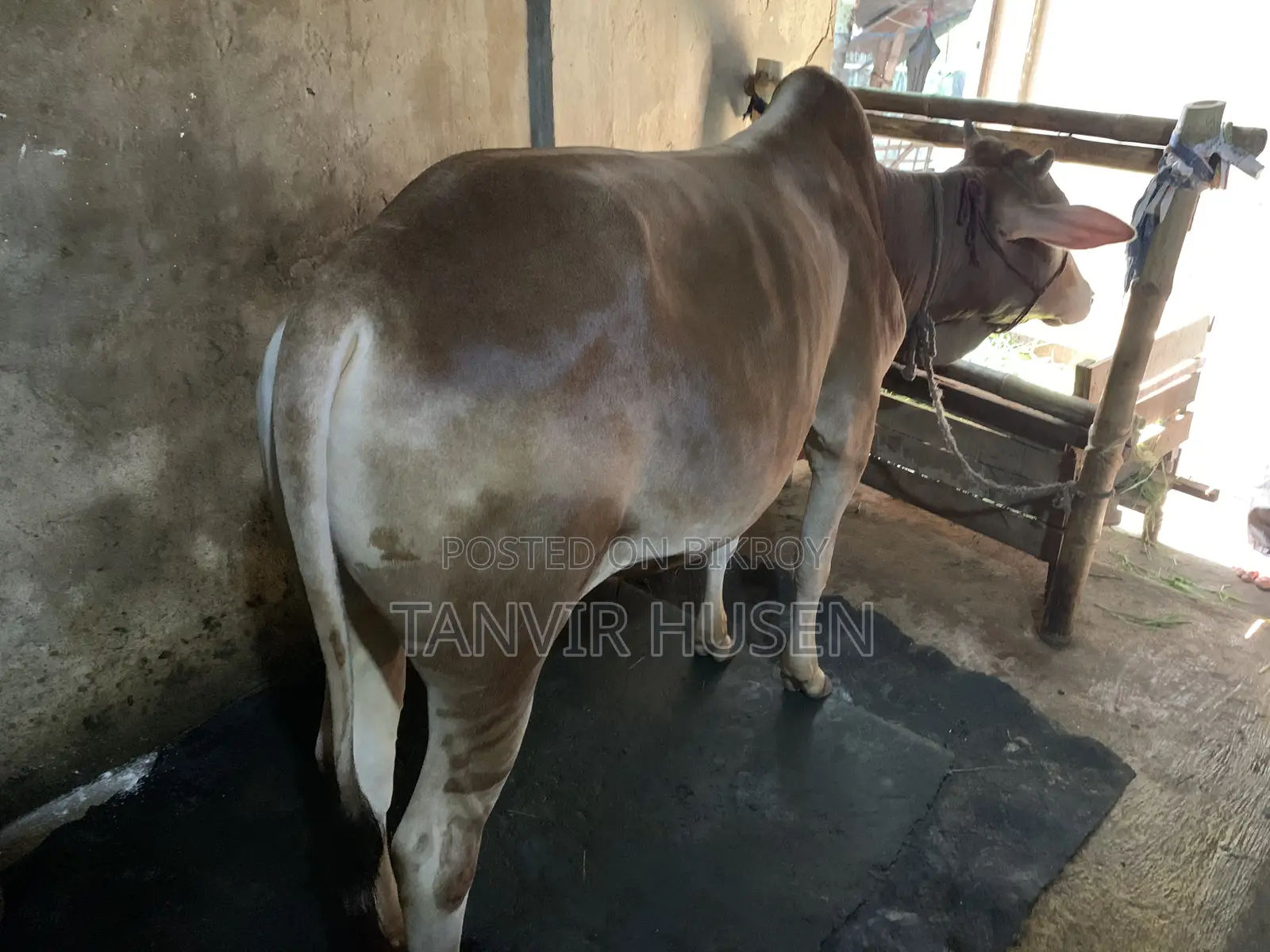 A Bull for Qurbani