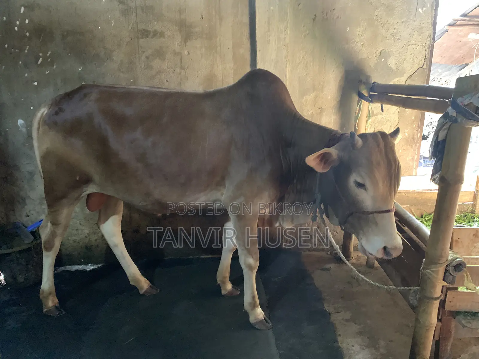 A Bull for Qurbani