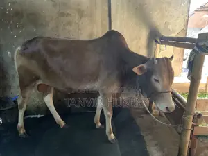 A Bull for Qurbani