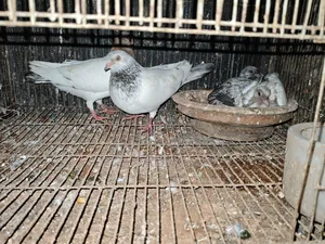 4 Jora Kobutor Sell Hobe