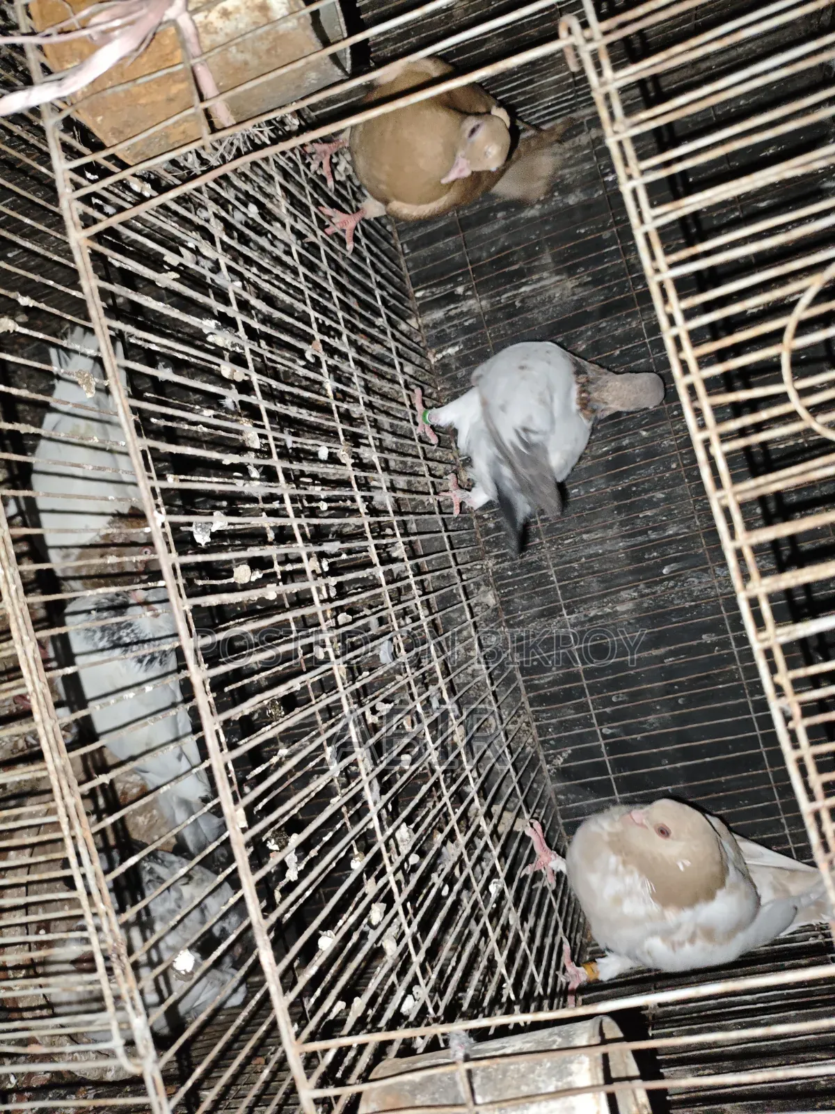 4 Pairs of Pigeons for Sale
