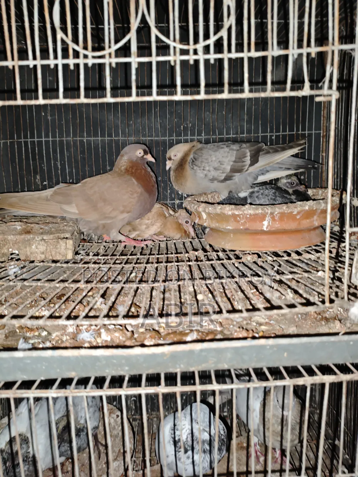 4 Pairs of Pigeons for Sale