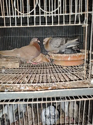 4 Pairs of Pigeons for Sale