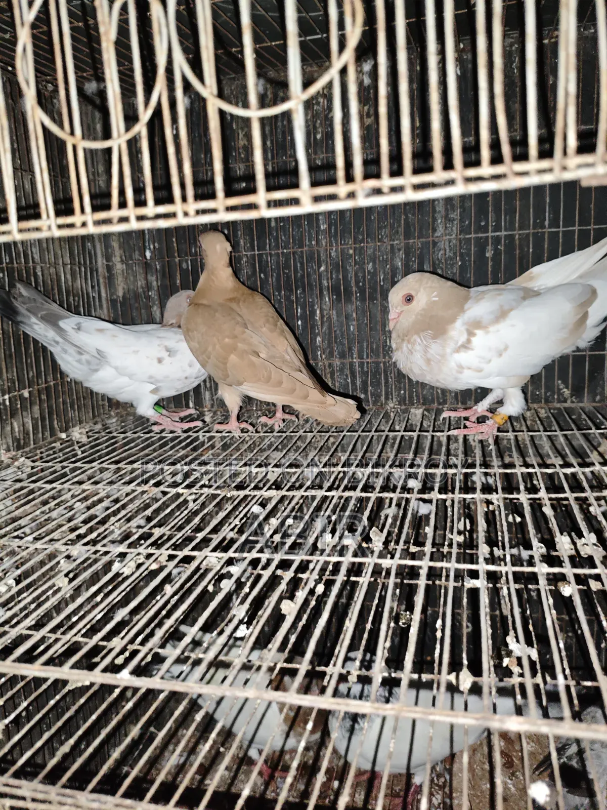 4 Pairs of Pigeons for Sale