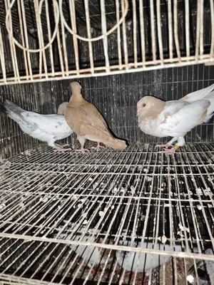 4 Pairs of Pigeons for Sale