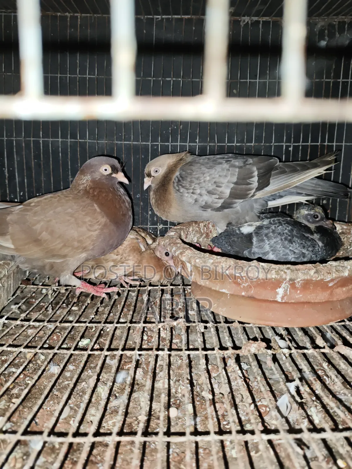 4 Pairs of Pigeons for Sale