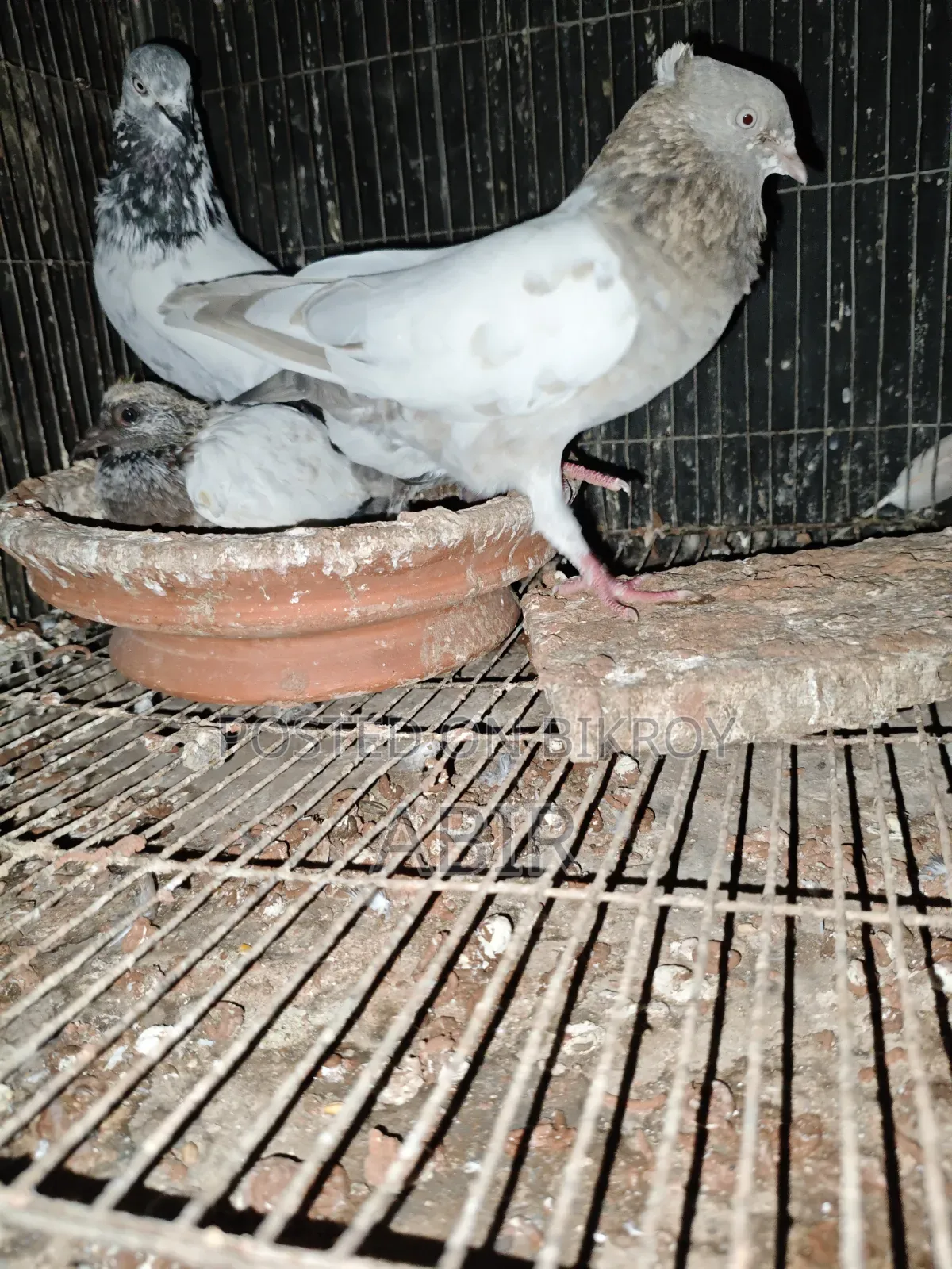 4 Pairs of Pigeons for Sale
