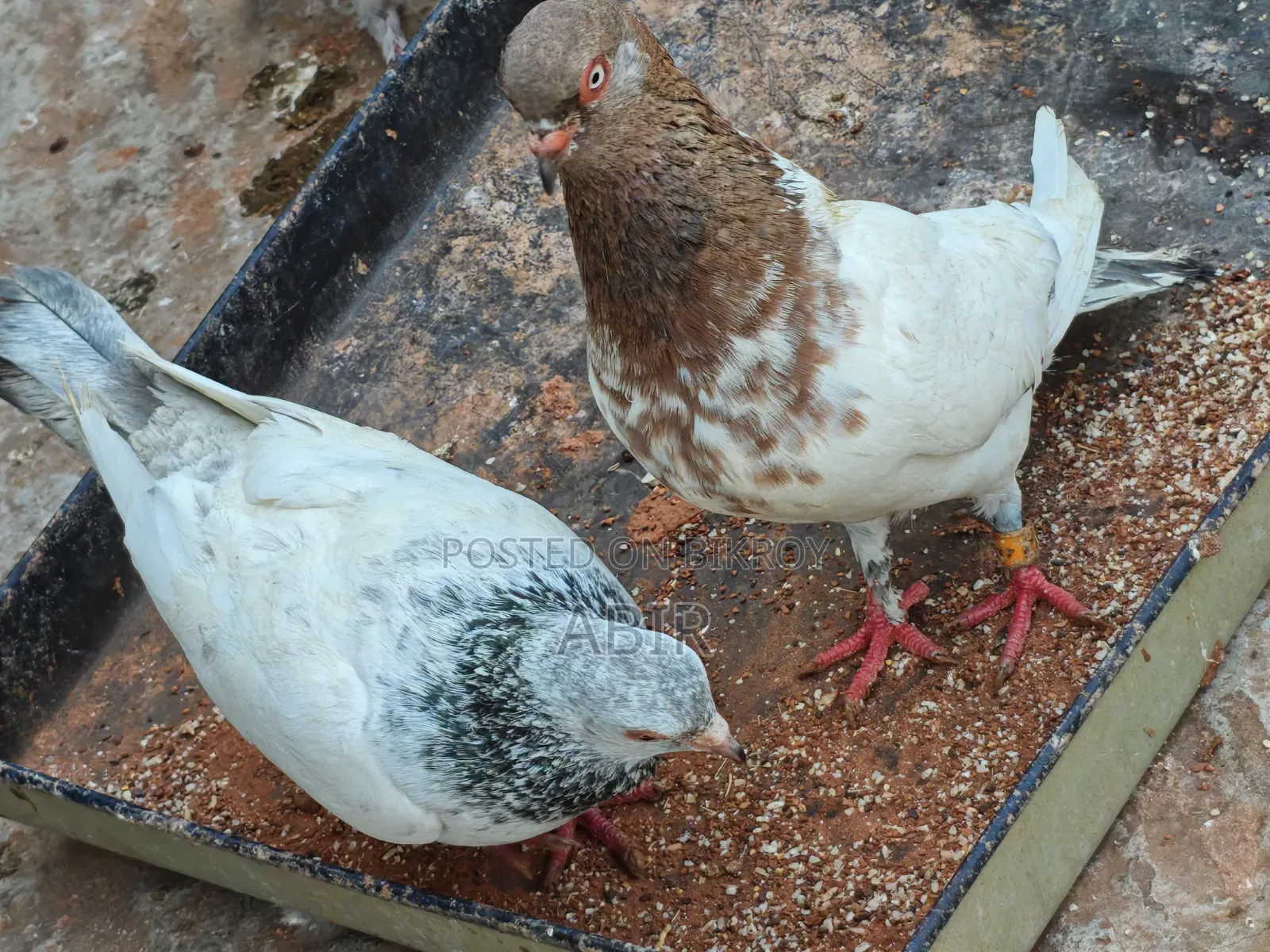 4 Pairs of Pigeons for Sale