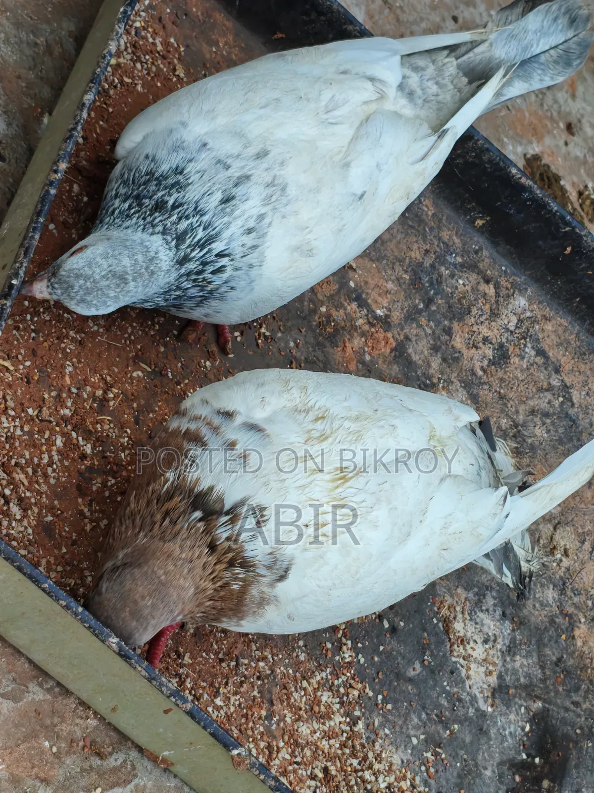 4 Pairs of Pigeons for Sale