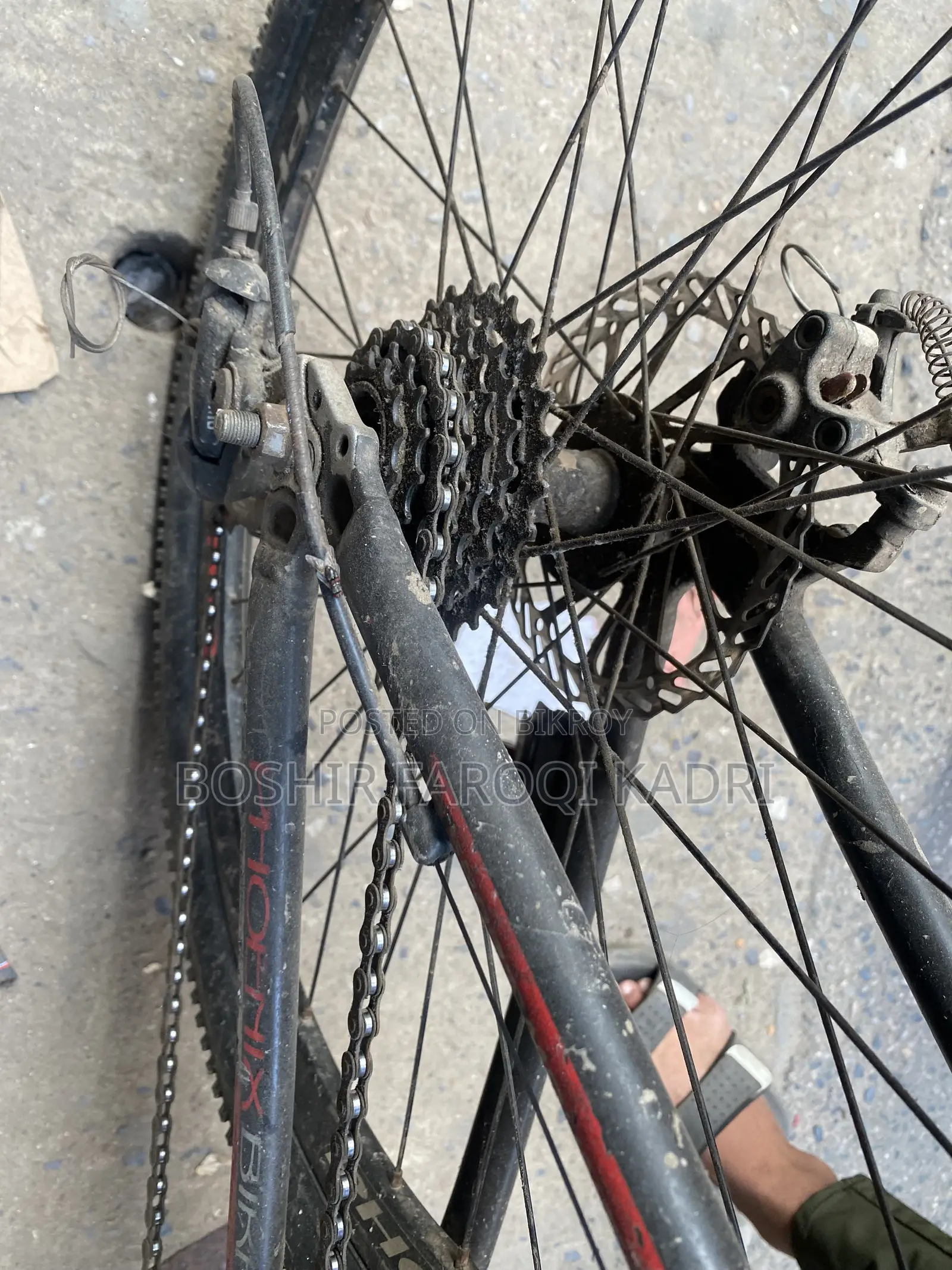 Phonix Cycle