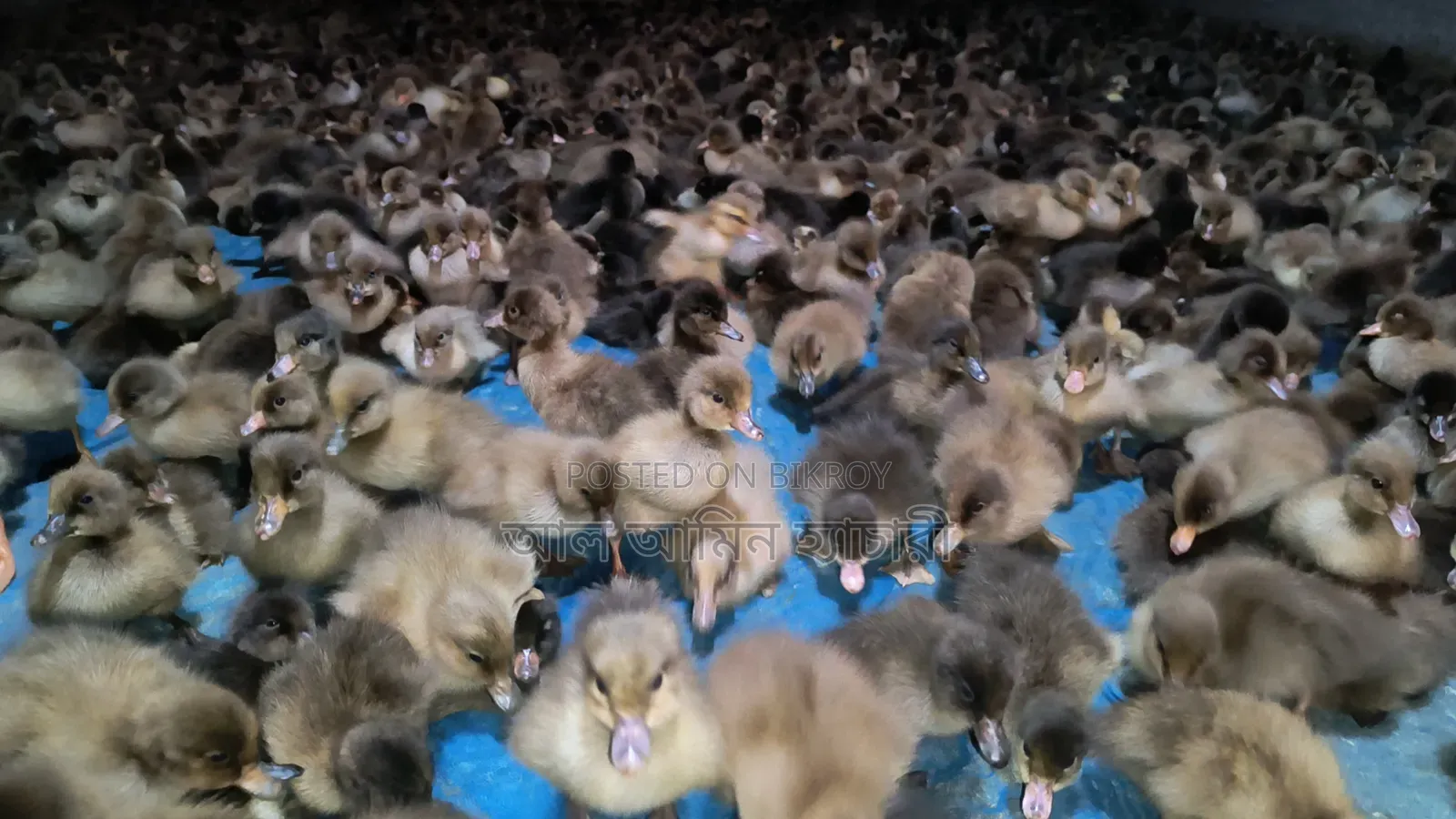 Qurbani Eid Special Offer!