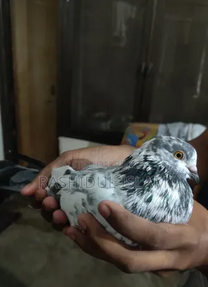 A single male bird for sale.