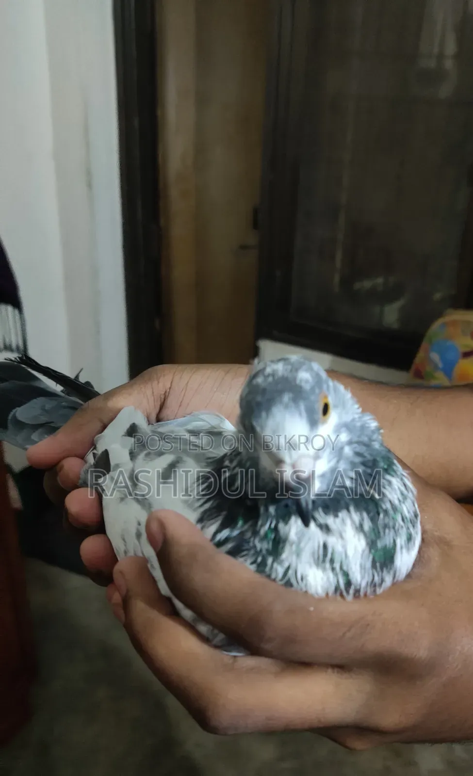 A single male bird for sale.