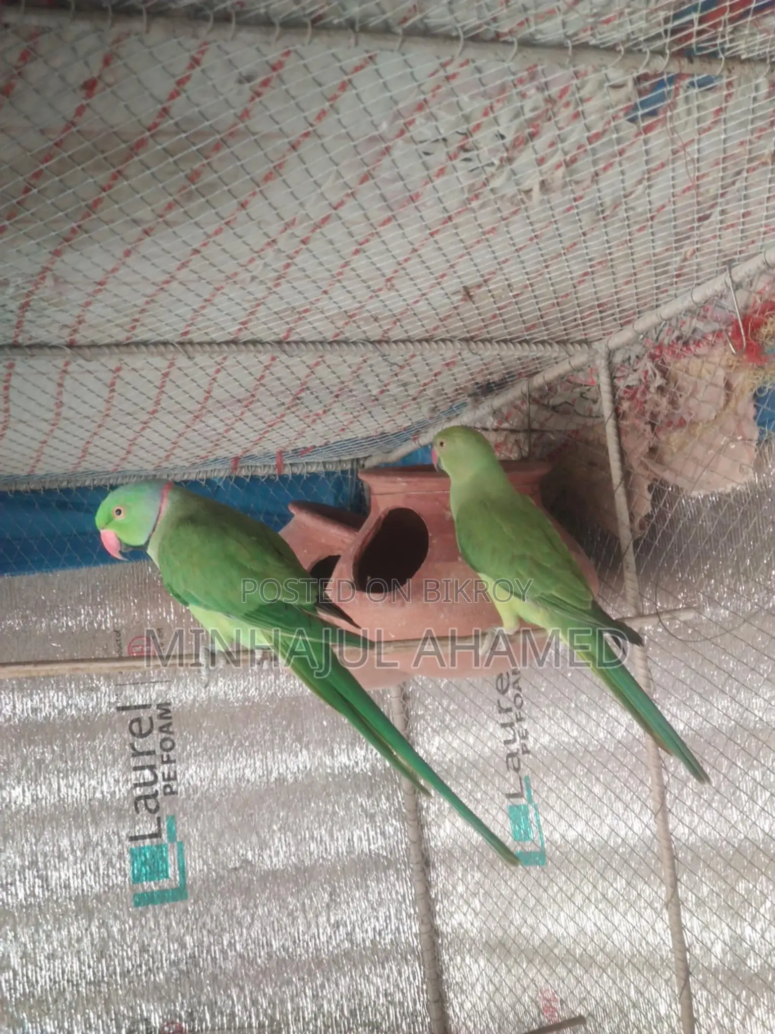 Indian Ringneck Bird