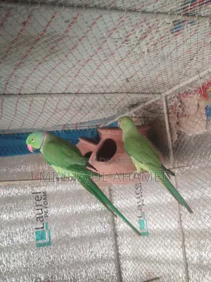 Indian Ringneck Bird
