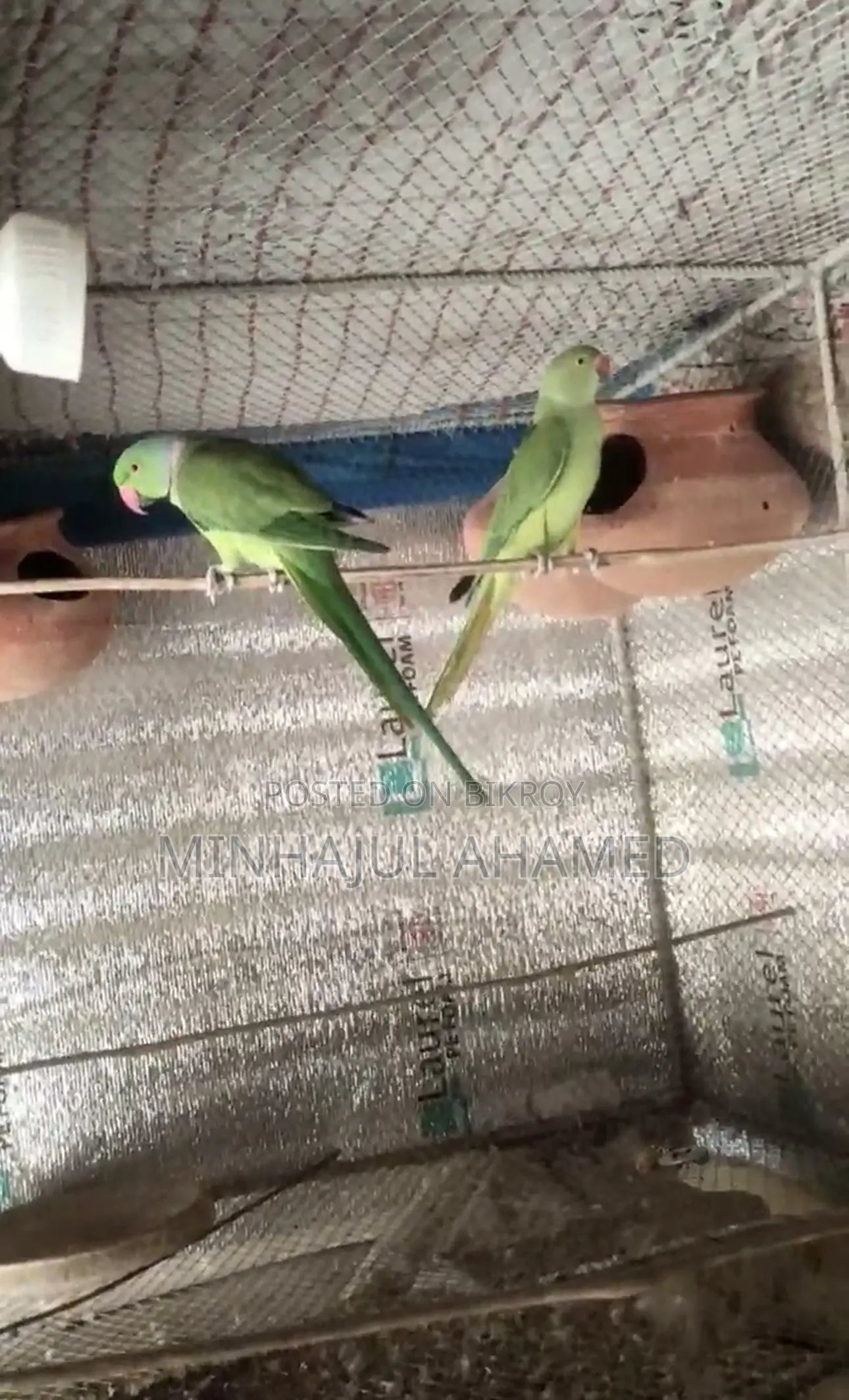 Indian Ringneck Bird