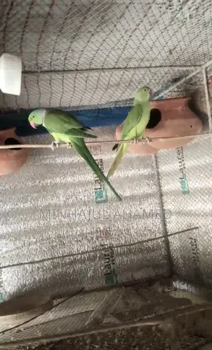 Indian Ringneck Bird