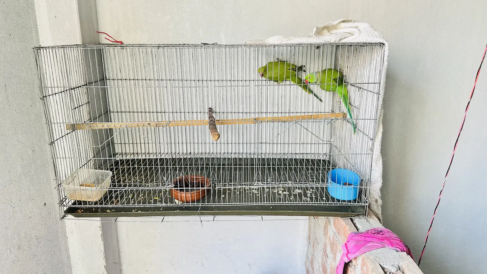 Indian Ringneck Bird