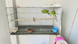 Indian Ringneck Bird